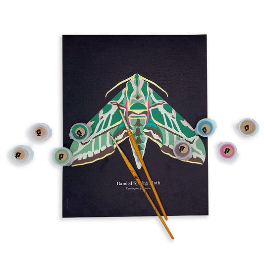 Banded Sphinx Moth | 8x10 paint-by-number kit
